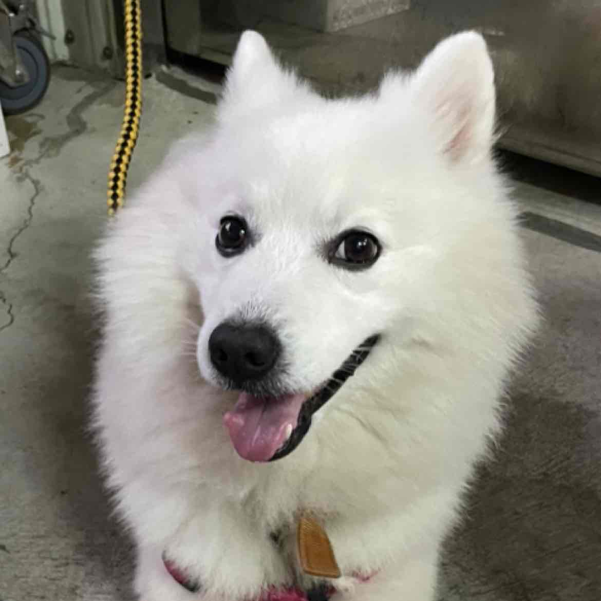 [閒聊] "virtuekyoko"我有話想唱給親愛的你聽